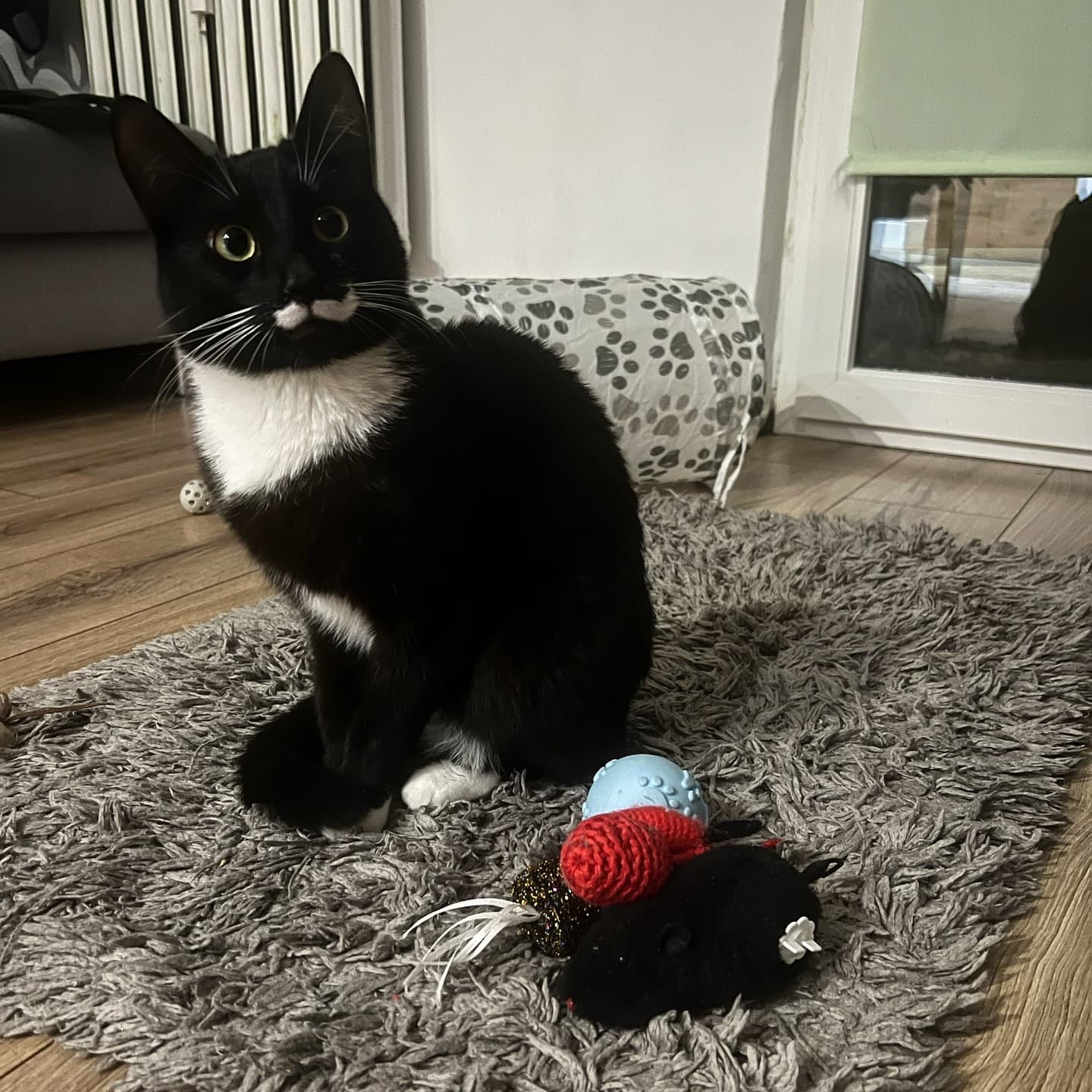 Morris - Chief Comfort Officer